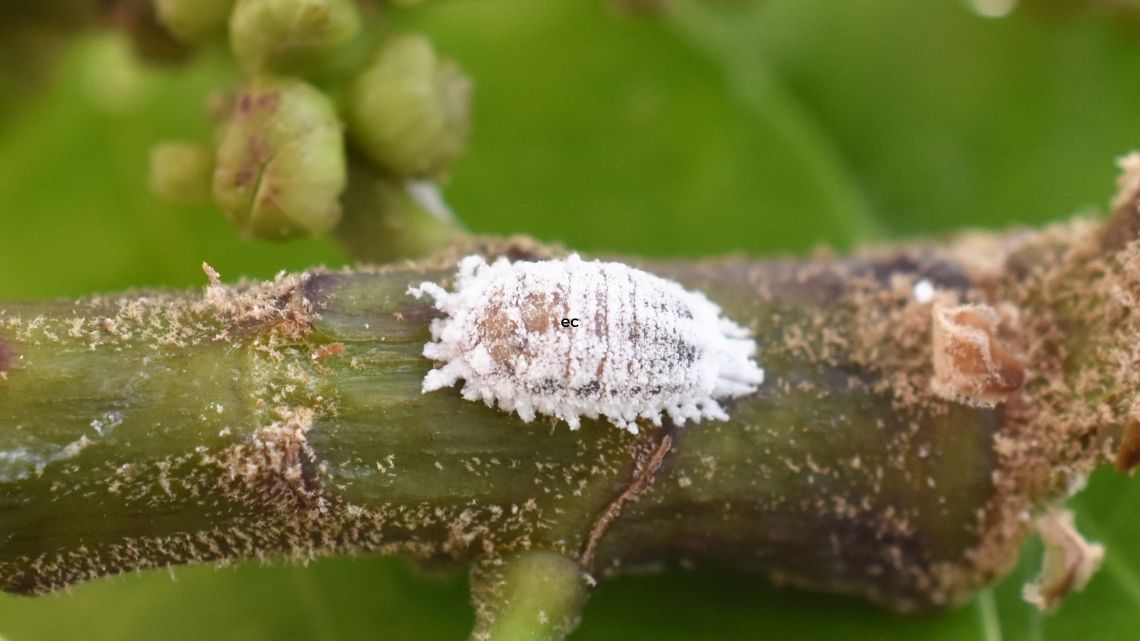 mealybug closeup - How to Get Rid of Mealybugs on Houseplants