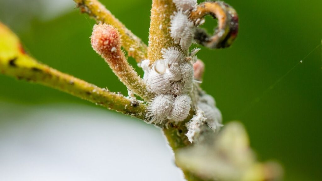 mealybugs congregating on a stem - How to Get Rid of Mealybugs on Houseplants