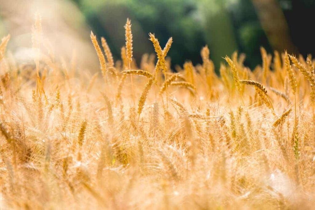 wheat - Companion Plants that Repel Pests