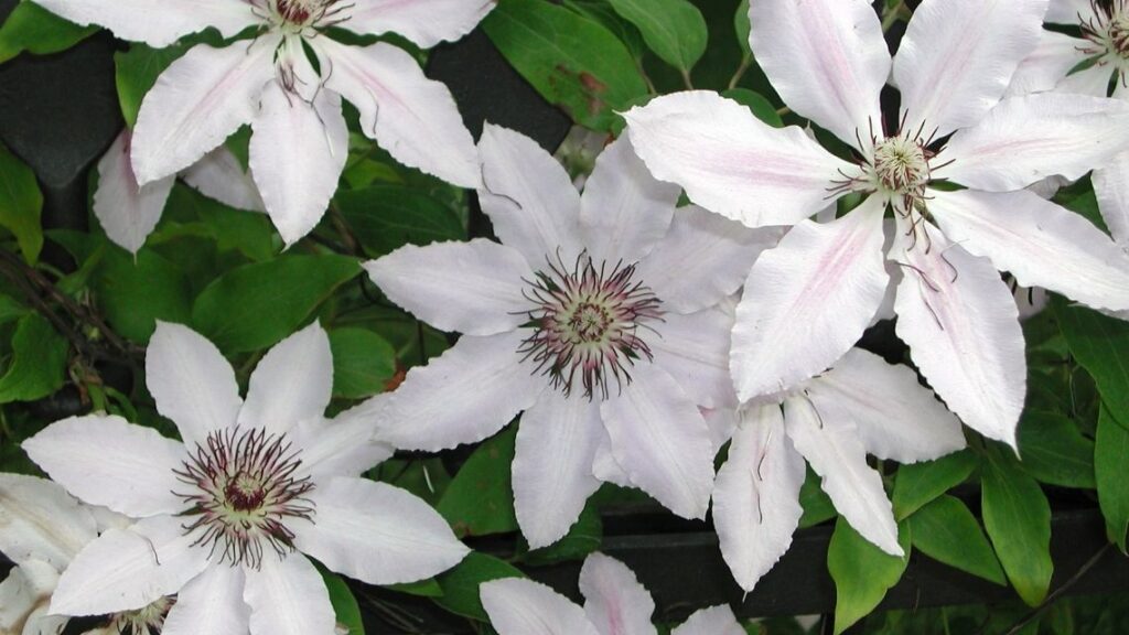 white and pink clematis flowers - Tips to Grow a Clematis Vine