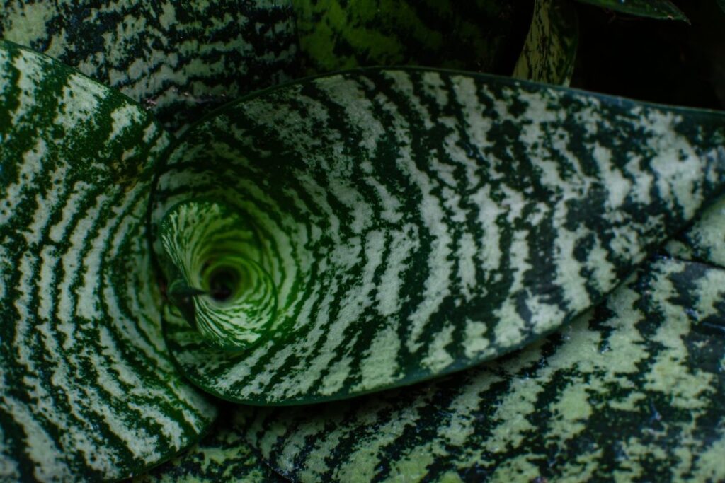Black Coral Snake Plant - Benefits of Snake Plants at Home