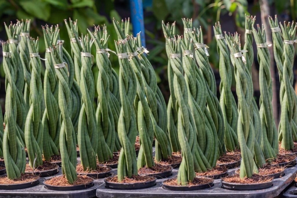 Sansevieria stuckyi - Benefits of Snake Plants at Home