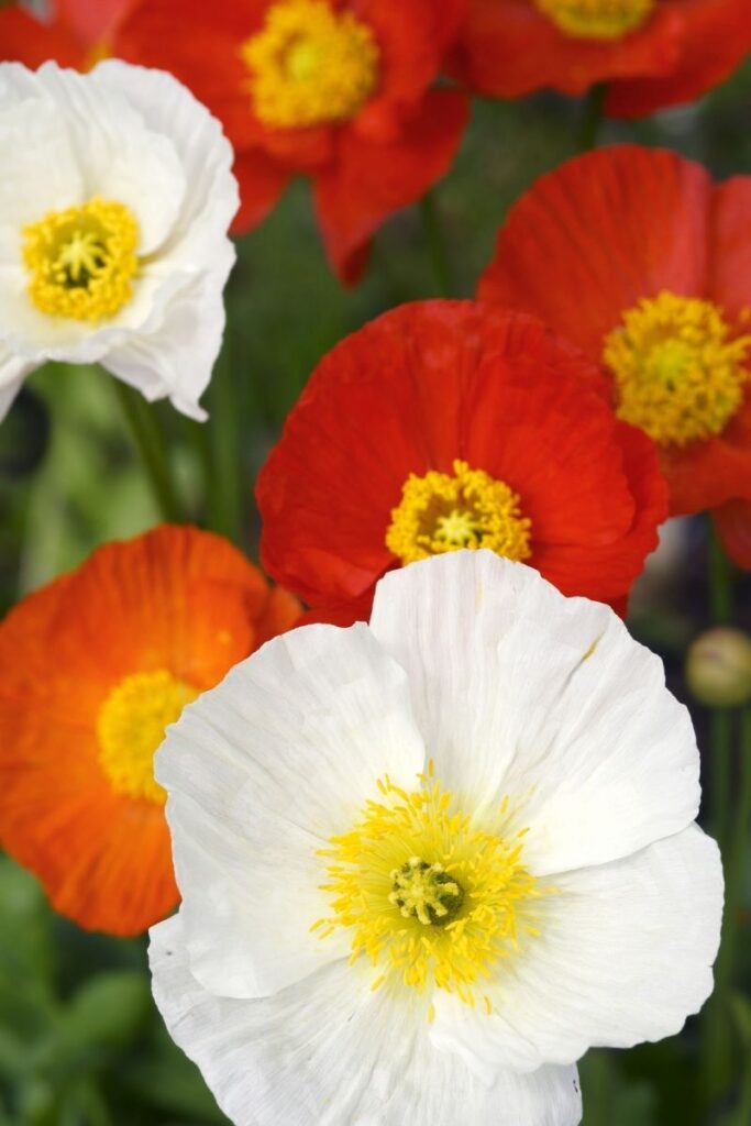 iceland poppy - 8 Full Sun Summer Flowers for a Colorful Garden