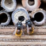 solitary bee house reeds - Bee Houses: A Simple Way You Can Help Solitary Bees