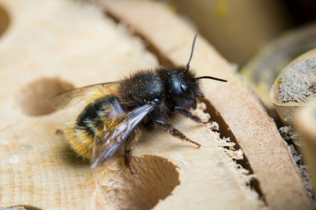 solitary bee on a wooden nesting site - Bee Houses: A Simple Way You Can Help Solitary Bees