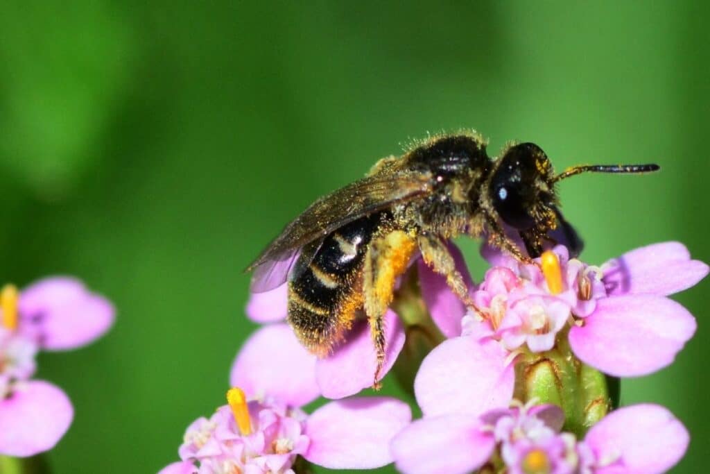 solitary bee pollinating flowers - Bee Houses: A Simple Way You Can Help Solitary Bees