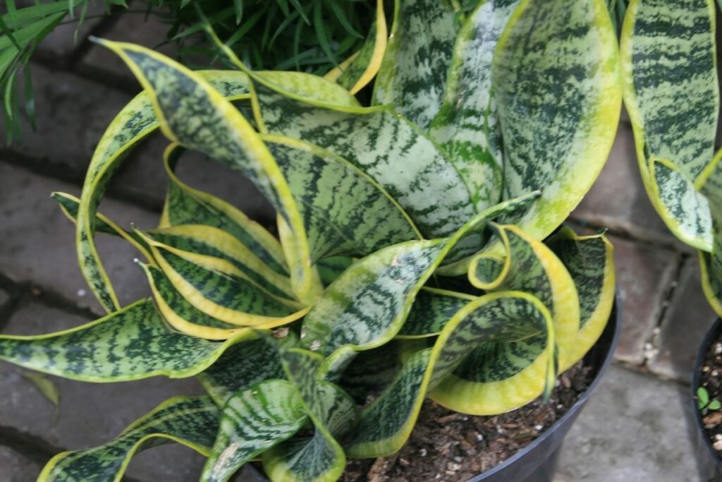 twisted sister snake plant - Benefits of Snake Plants at Home