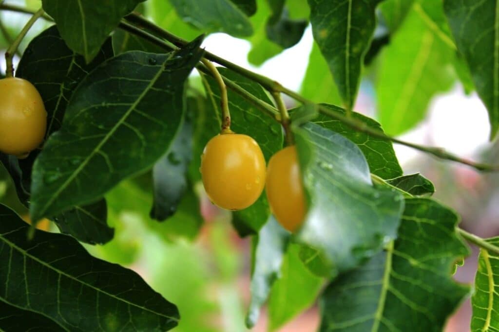 need tree berries - Neem Oil Soap Recipe for Plants