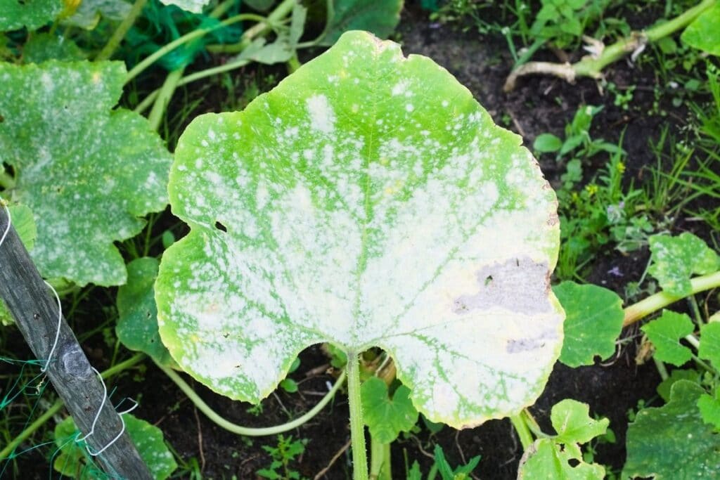 powdery mildew on pumpkin leaf - Neem Oil Soap Recipe for Plants