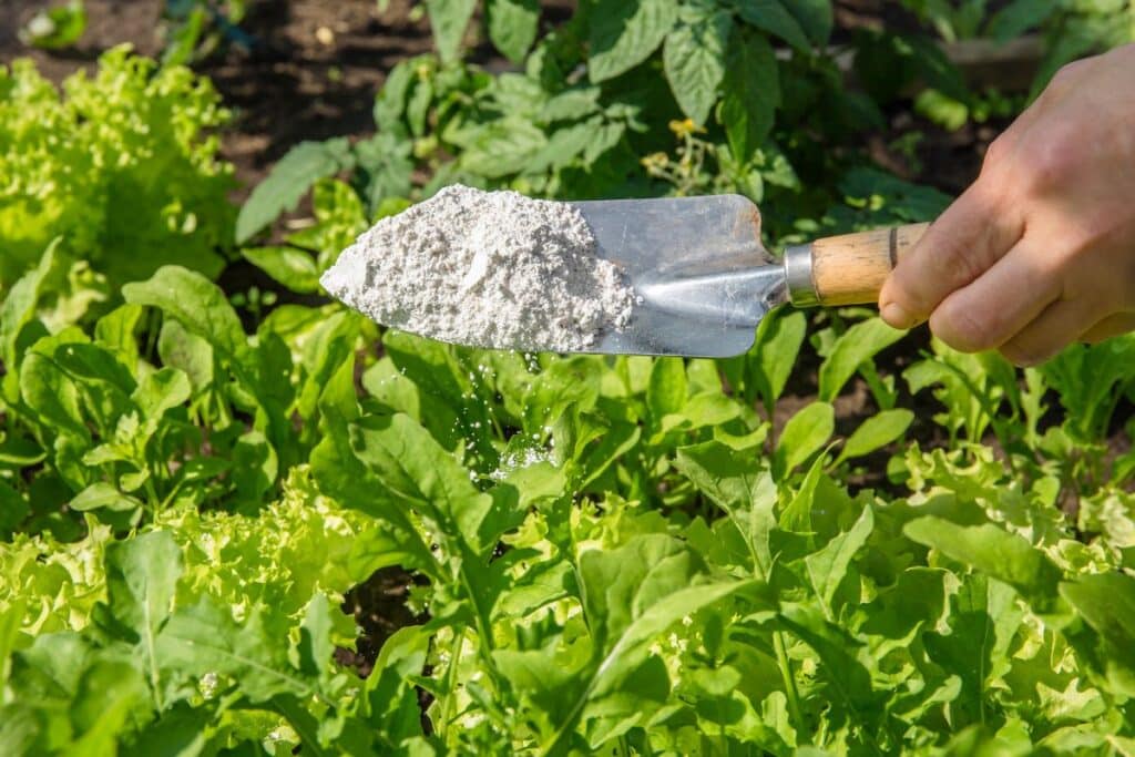 Diatomaceous earth powder pesticide - Diatomaceous earth uses, garden benefits and safety