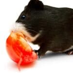 can guinea pigs eat tomatoes - Can Guinea Pigs Eat Tomato Seeds?