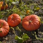 how to grow Cinderella pumpkins - Auto Draft