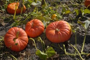 how to grow Cinderella pumpkins - Auto Draft