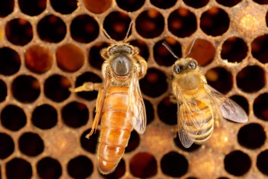 queen bee next to a worker bee - Fascinating Bee Facts for Kids
