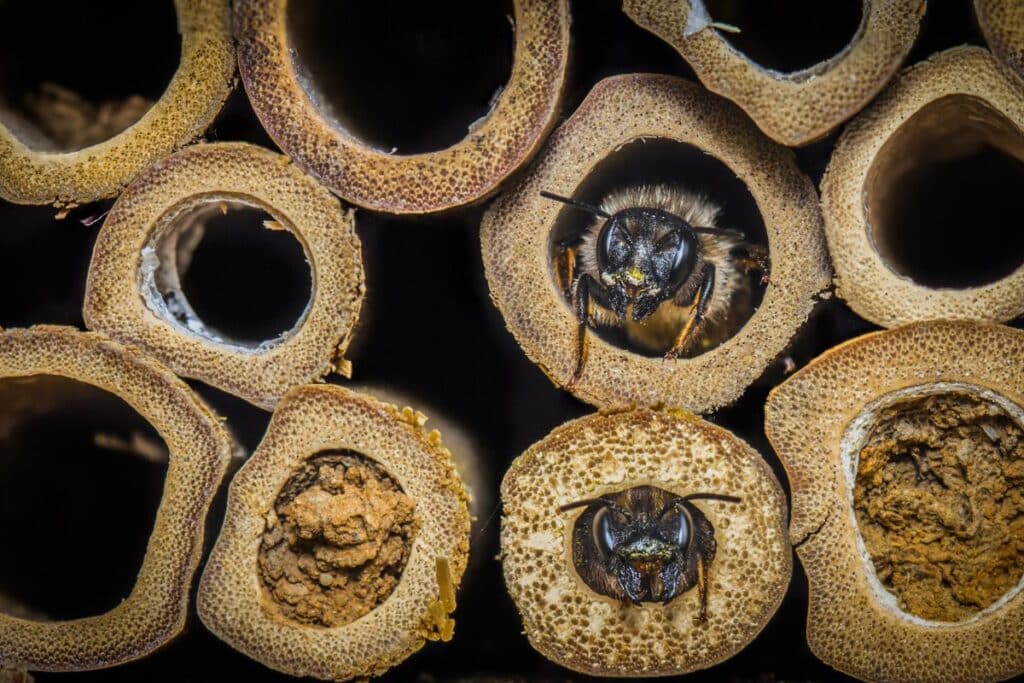 solitary bee or mason bee - Fascinating Bee Facts for Kids
