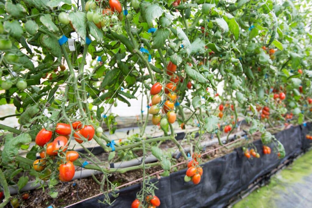 indeterminate tomatoes - How to Grow Indeterminate Tomatoes