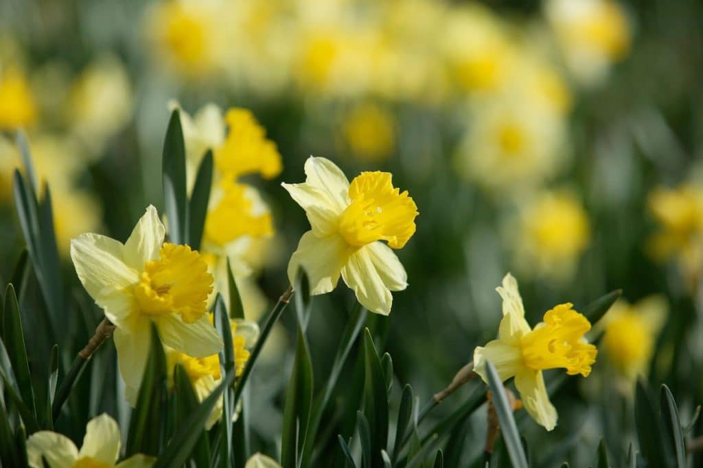 daffodil plants